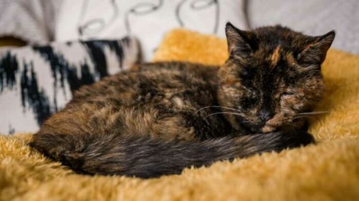 La gata británica Flossie se convirtió en la más longeva del mundo. Foto: Twitter Guinness World Records