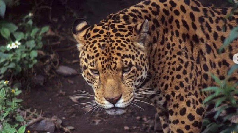 El Gobierno junto a aliados preparan programa para proteger al jaguar en Ecuador. Foto: WCS