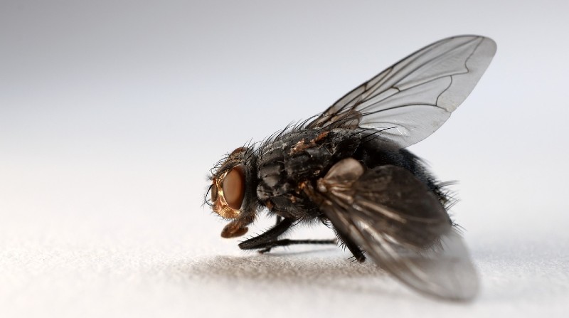 Un estudio reveló que las moscas navegan gracias al movimiento de los olores. Foto: Pixabay