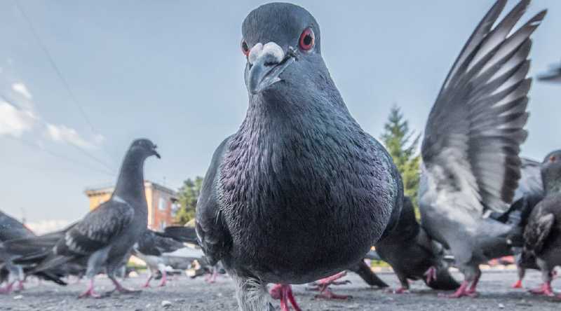 Un extraño virus causa la muerte de las palomas en Reino Unido. Foto: Internet