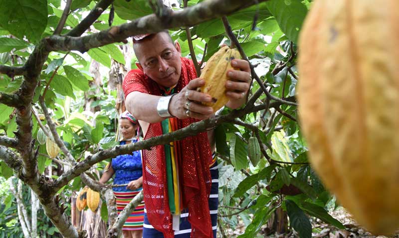Los miembros de la etnia tsáchila cosechan cacao. En 2021 se exportaron 11 366 toneladas de este producto. Foto: cortesía