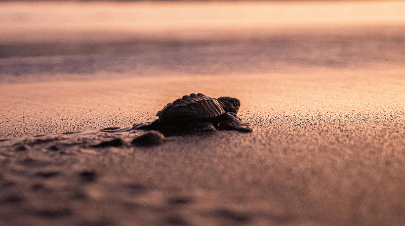 La liberación de estas tortugas se realiza desde 1991, luego de que un año antes se estableciera el Programa de Protección y Conservación de esta especie. Foto: EFE