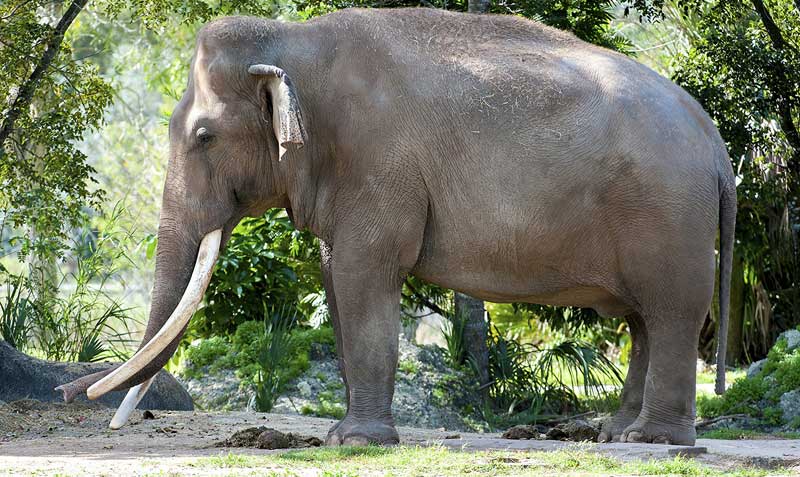 El elefante llegó al zoológico de Miami llegó con un año desde la India en 1967. Foto: Ron Magill /Zoo Miami / EFE
