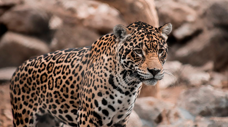 Imagen referencial. El jaguar es el mayor felino de América. Se considera que no tiene depredadores naturales y la principal amenaza que afronta es el hombre. Foto: Pexeles