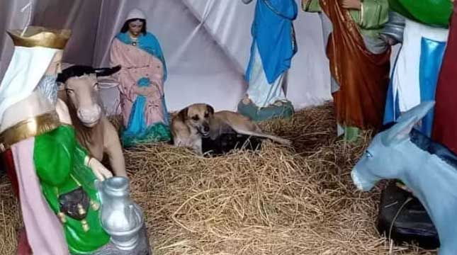 Una perrita escogió un pesebre para que sus cachorros nazcan. Foto: Facebook