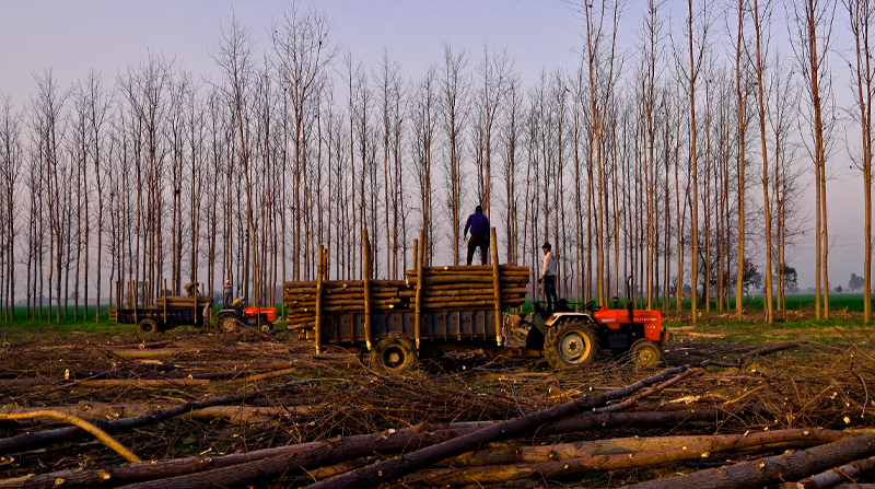 La norma europea preocupa en Brasil, entre otras cosas, por el aumento de la deforestación en la Amazonía. Foto: EFE
