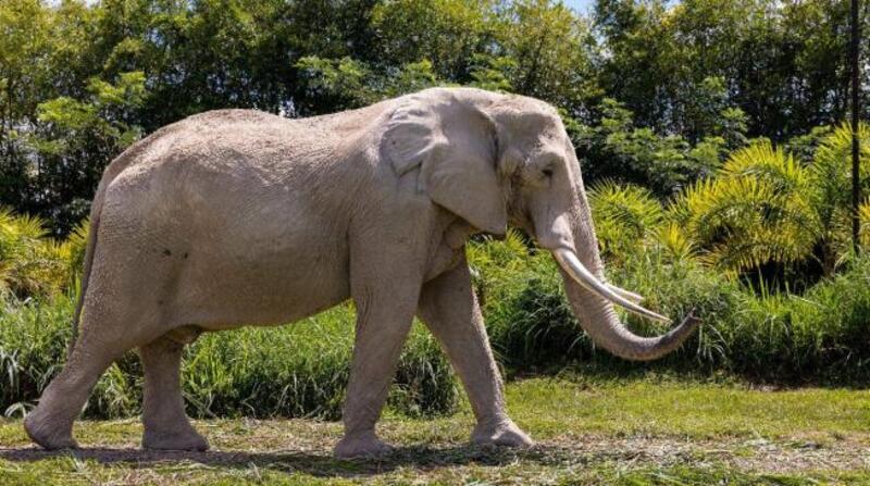 El elefante más famoso de Ukumarí en su hábitat. Foto: cortesía Bioparque Ukumarí