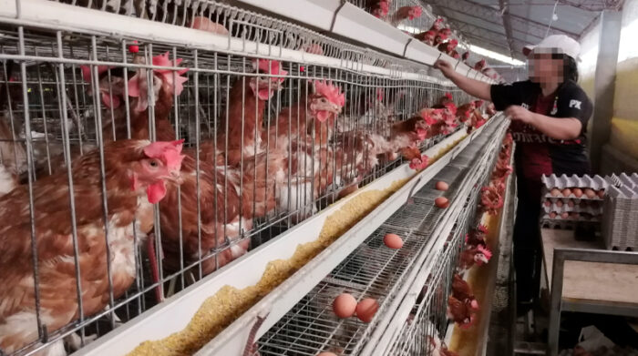 En las granjas avícolas se toman precauciones frente a la alerta sanitaria que afectaría a su producción. Foto: Archivo / EL COMERCIO