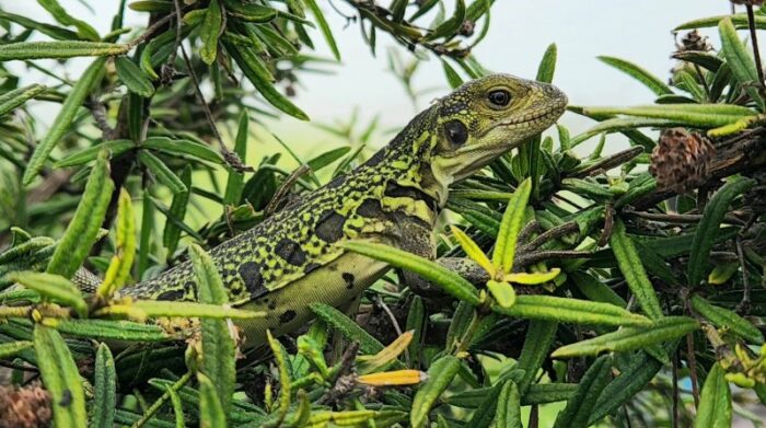 Científicos analizan las condiciones y el entorno de las iguanas. Foto.: Ministerio del Ambiente