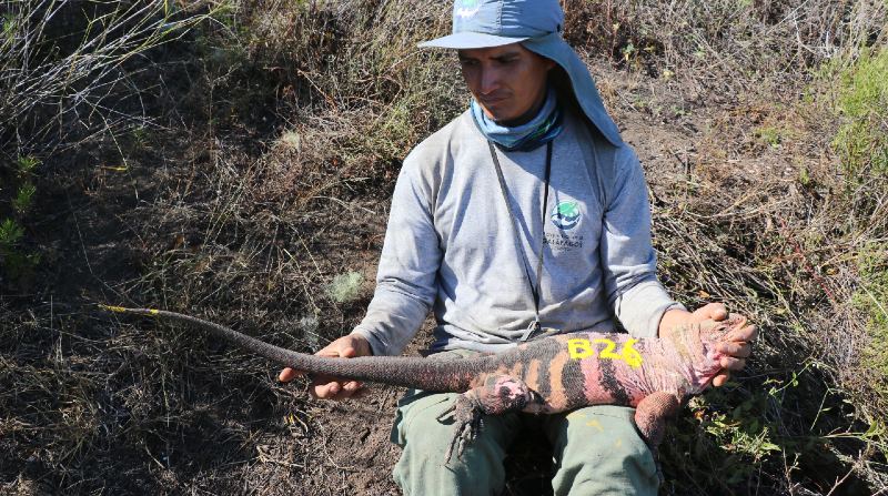 Las expediciones permiten un control y conteo de las iguanas rosadas en la zona. Foto: Ministerio del Ambiente