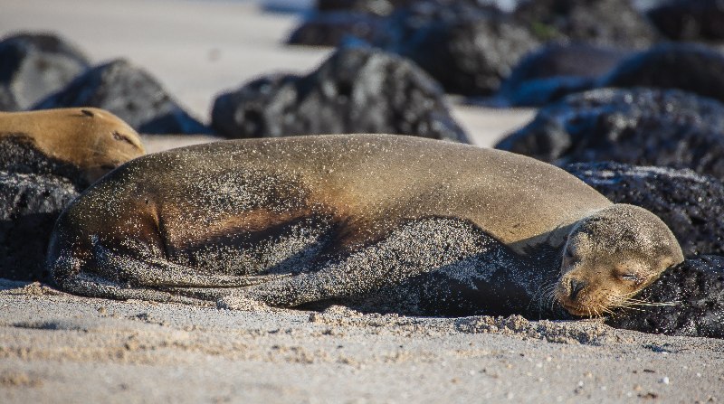 Se podrá identificar la llegada de ejemplares no nativos que puedan poner en riesgo el frágil ecosistema de Galápagos con una base de datos. Foto: Pexels