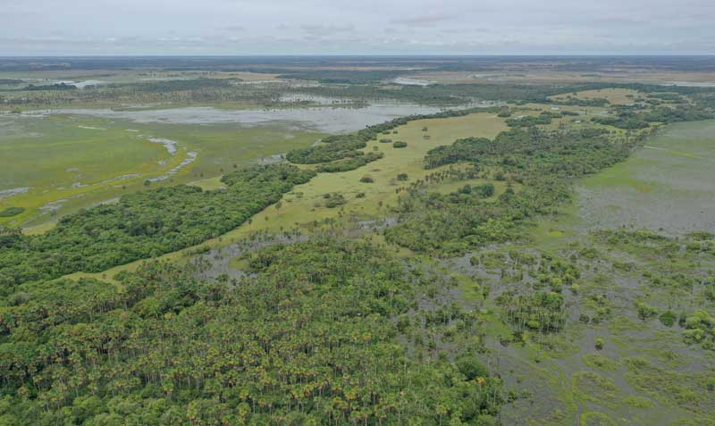 La zona de la Orinoquía colombiana posee una extensa zona de bosques y humedales. Foto: cortesía LATAM
