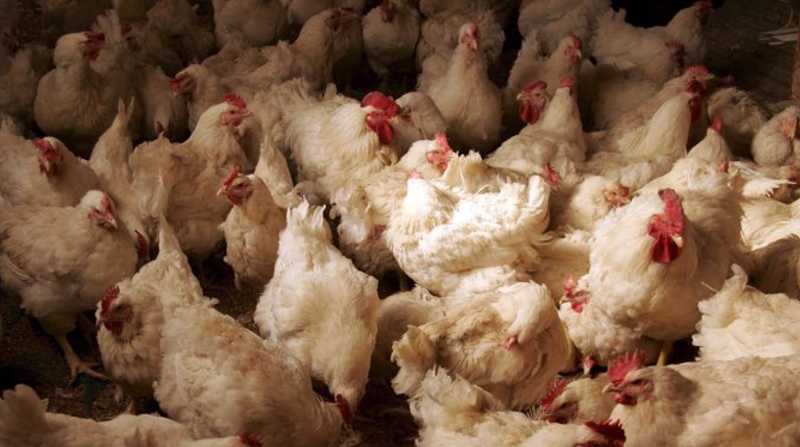 La gripe aviar afecta a las aves domésticas, caracterizada por una alta morbilidad y mortalidad, y sin tratamiento específico. Foto: EFE