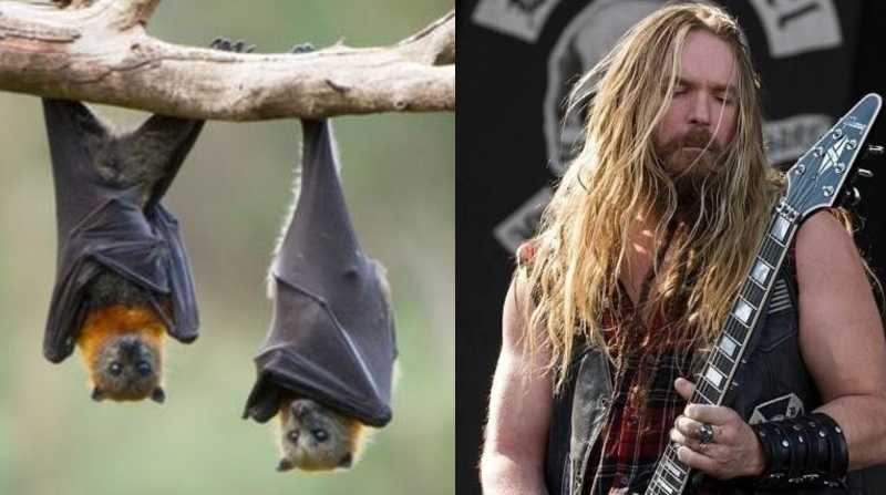 Cantantes se parecen a los murciélagos. Foto: Internet