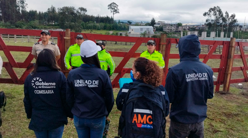 El personal de la Unidad de Bienestar Animal de Quito evidenció el maltrato hacia los bovinos e impuso una sanción económica. Foto: Twitter @UBA_Quito