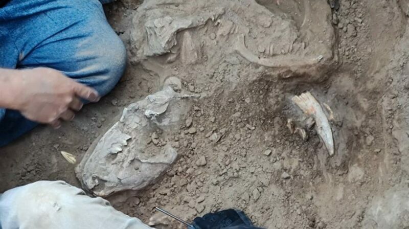 Los restos del tigre diente de sable sudamericano hallados en la localidad de Necochea, en la provincia de Buenos Aires (Argentina). Foto: EFE.