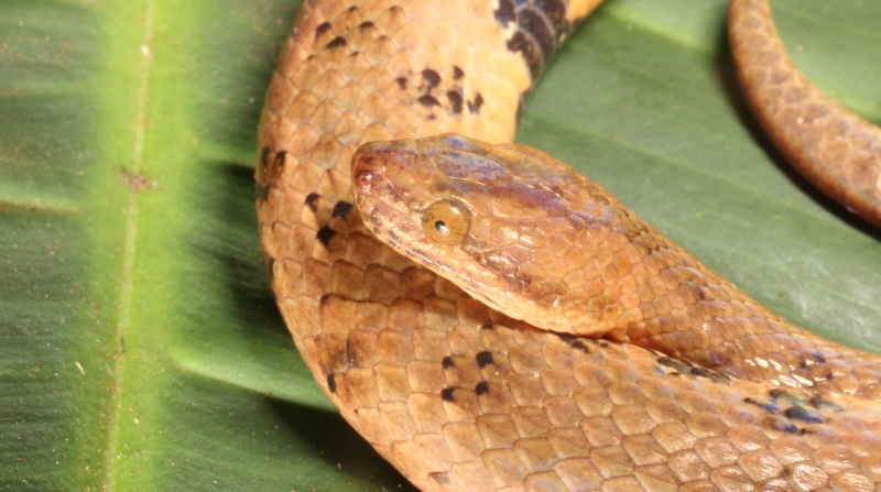 La nueva especie de reptil fue avistado en las provincias de Pastaza, Napo y Zamora Chinchipe. Foto: Ministerio del Ambiente