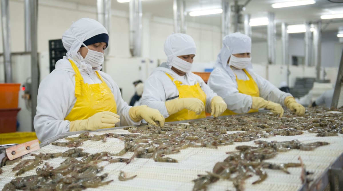 o referencial. Crisis en sector del camarón por la caída de las exportaciones a China, Estados Unidos y la Unión Europea. Foto: Cortesía