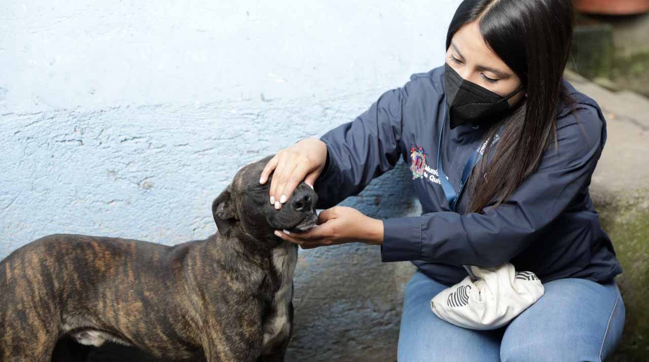 El perro que fue brutalmente agredido por su dueño en el sur de Quito, ya fue rescatado por la Unidad de Bienestar Animal. Foto: Twitter