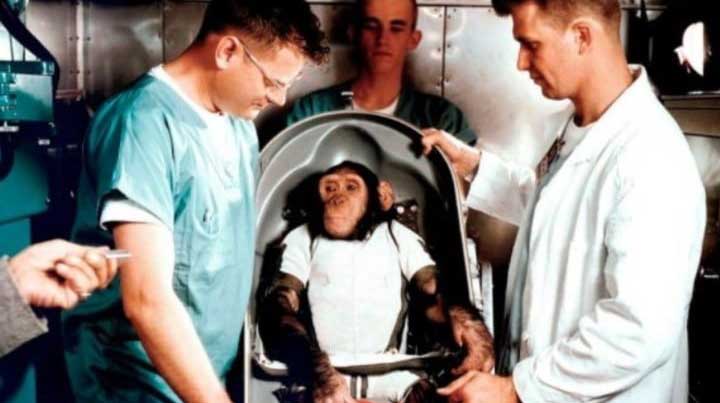 El chimpancé Ham se convirtió en el primer primate que viajó al espacio y daba esperanzas a EE.UU. para llevar astronautas fuera de la Tierra. Foto: Twitter @PlanetarioMad