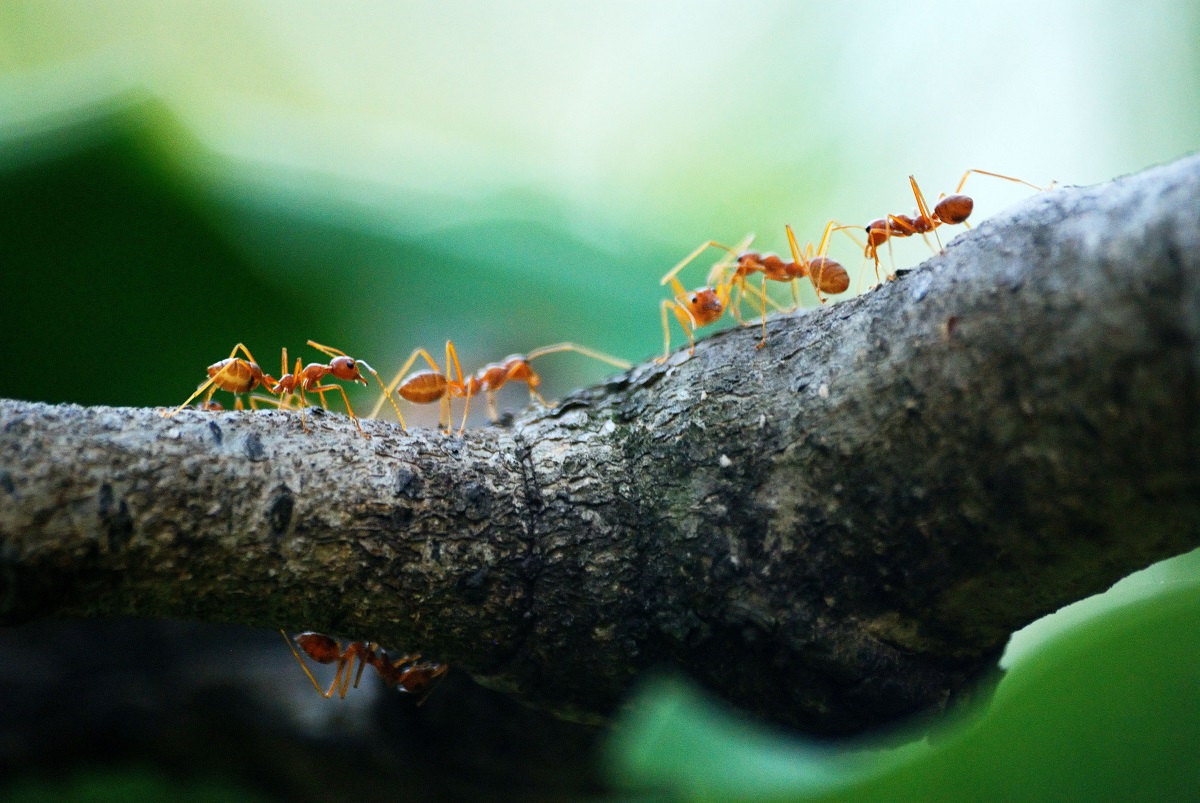 Imagen referencial de archivo de un grupo de hormigas caminando sobre un tronco. Foto: Pexels