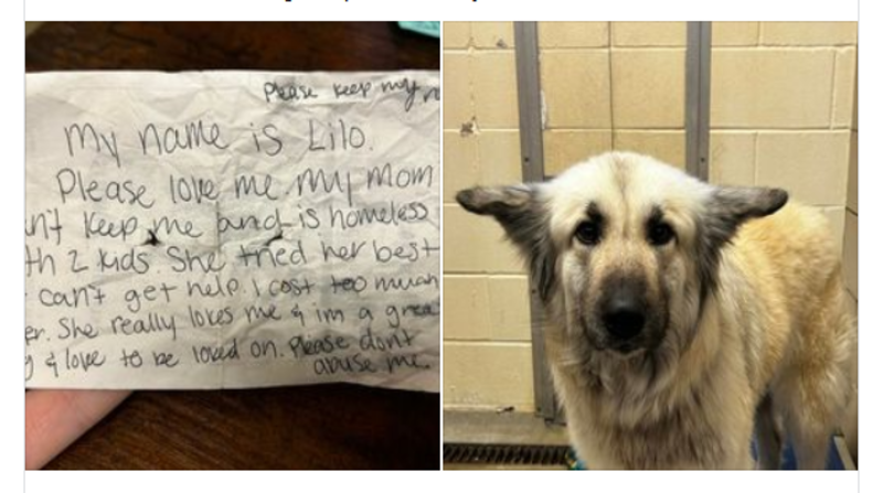 Cientas de personas se han conmovido con la desgarradora historia del animal que llegó con una inquietante carta que podría sacarle más de una lágrima a cualquiera. Foto: redes sociales