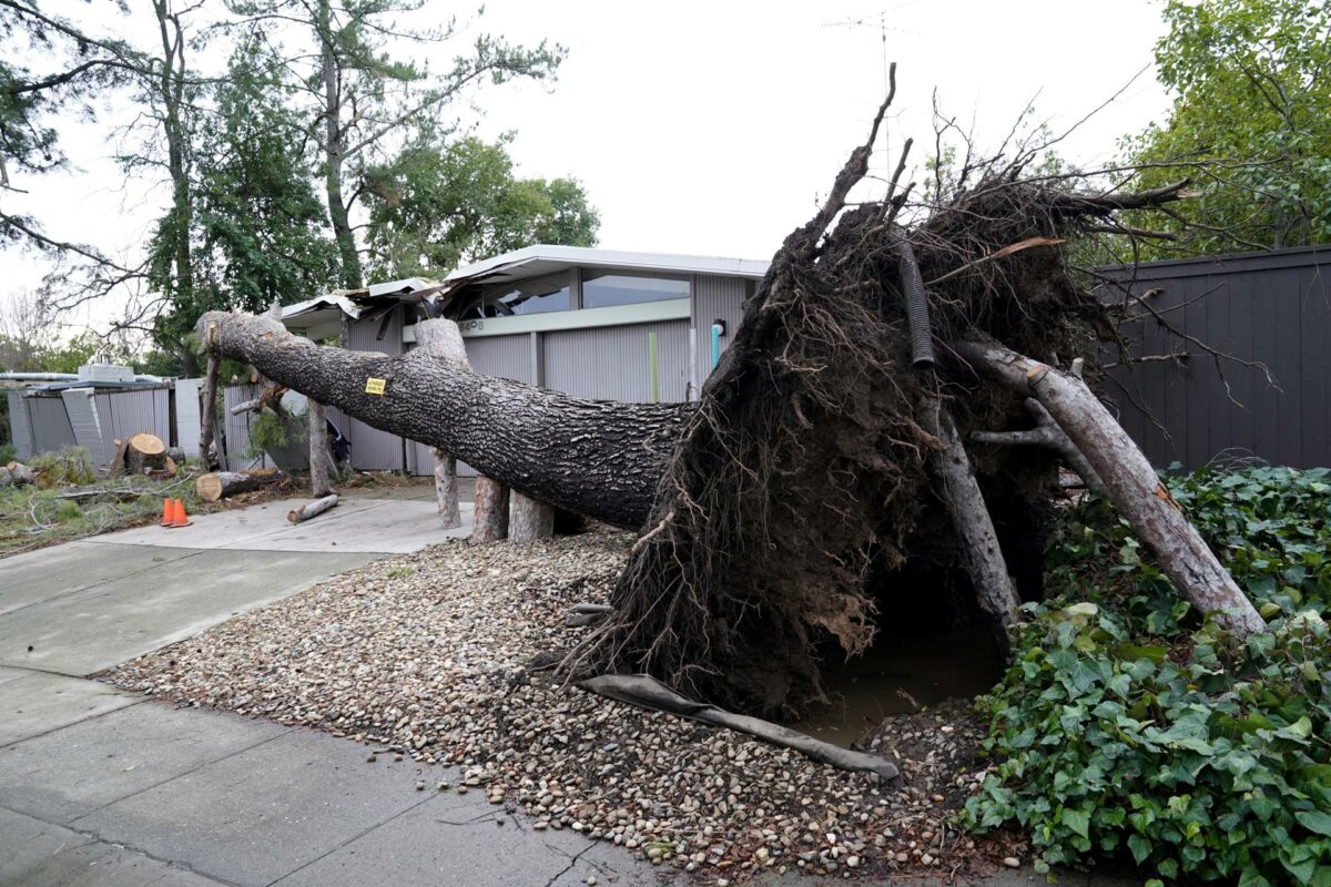 Un árbol derribado por un ciclón fue registrado el 9 de enero, frente a una casa en Sacramento. Foto: EFE