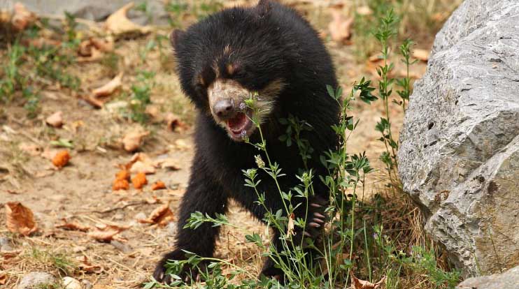 El oso Lumbaqui fue liberado a dos años de su rescate y recuperación. Foto: Cortesía Ministerio del Ambiente