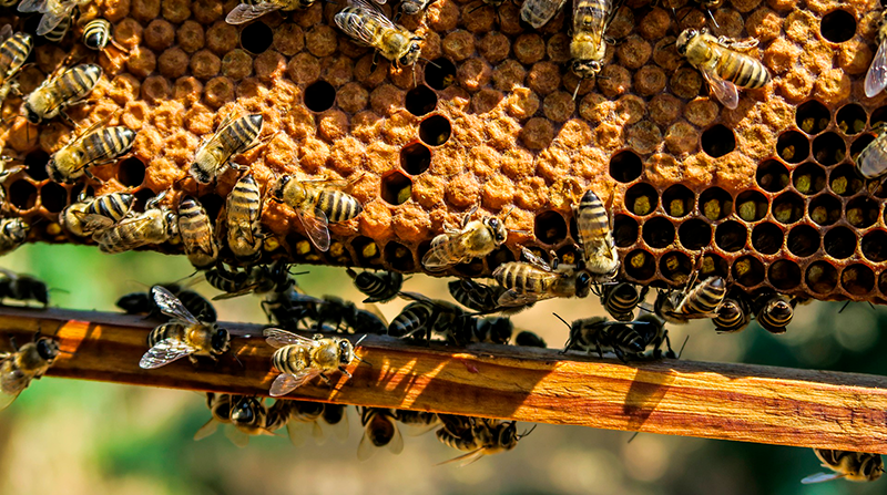 Imagen referencial. Las abejas atacan solamente si se sienten amenazadas. Foto: Pixabay