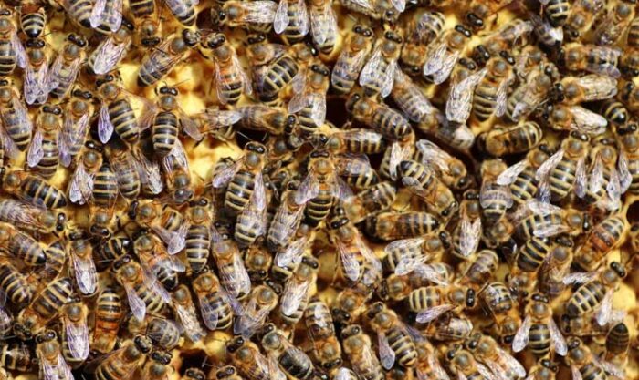 Las abejas se alteran cuando se sienten amenazadas. Foto: Pixabay