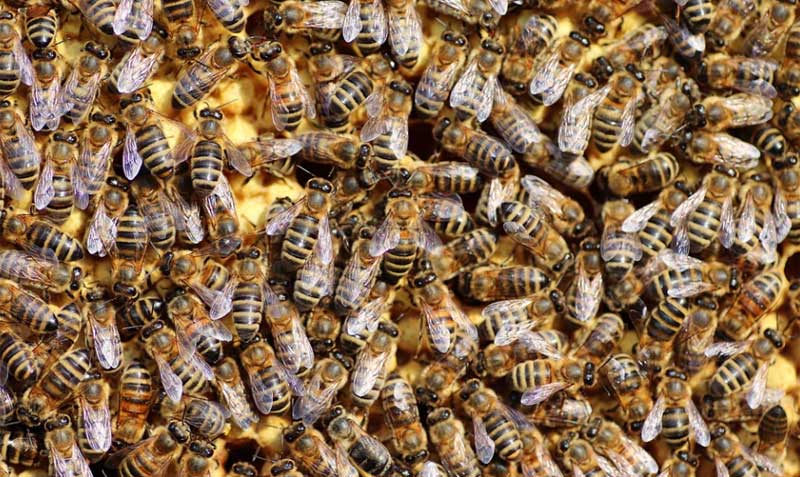 Las abejas se alteran cuando se sienten amenazadas. Foto: Pixabay
