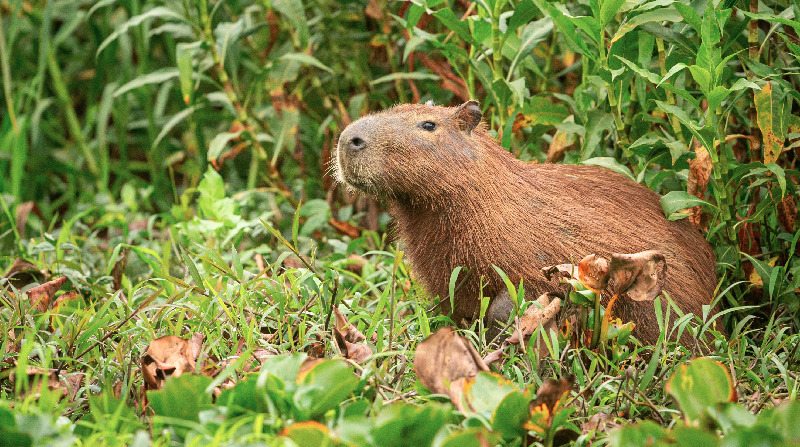 Cuatro cadáveres de capibara fueron decomisados. Hubo 11 detenidos. Foto: Ministerio del Ambiente