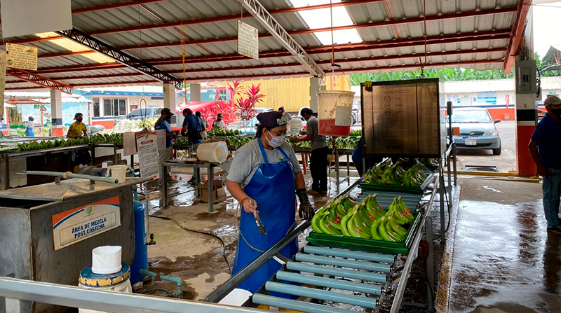 El banano es uno de los productos que se beneficiará del acuerdo comercial con China, que actualmente tiene 10% de arancel. Foto: Richard Salazar, Acorbanec