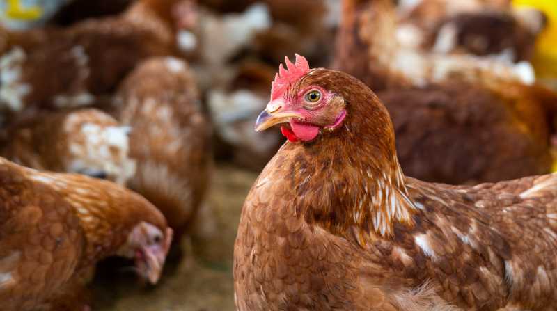 Imagen referencial. Autoridades nacionales indican nuevo casos de gripe aviar. Foto: Freepik