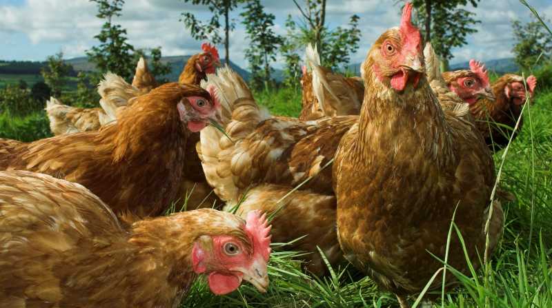 Continúan los brotes de gripe aviar en varias zonas de Europa. Foto: Internet