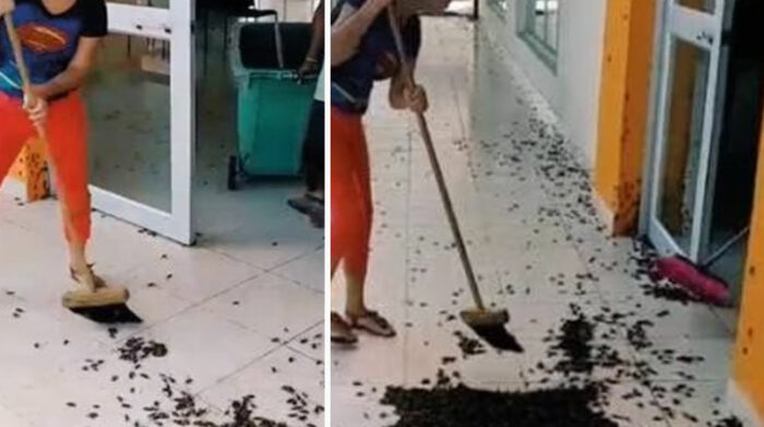 El video de una profesora que limpia con una escoba miles de grillos, en un plantel, se viralizaron en redes sociales. Foto: Captura de pantalla