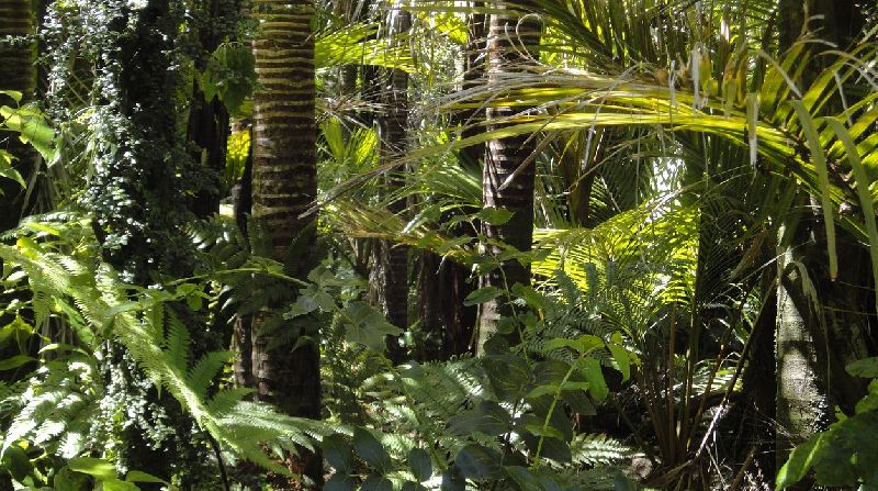 Imagen referencial. Nueva especie de hongo que habita en el Parque Nacional Podocarpus, de Loja, Ecuador. Foto: Pixabay