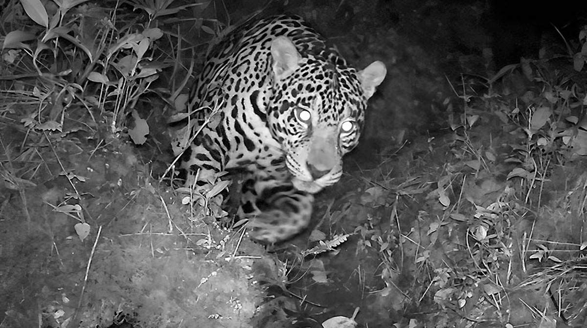 Registro del jaguar captado en el cerro Tapichalaca (Zamora – Chinchipe). Foto: Cortesía UTPL