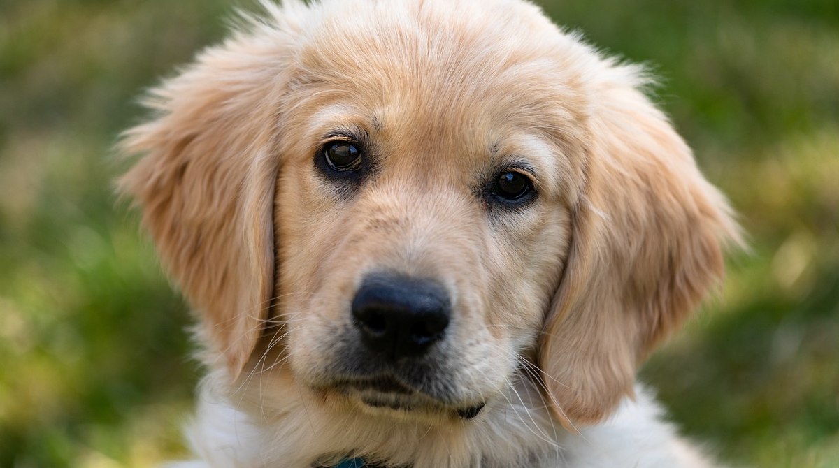 La conmovedora historia de la adopción de un perrito se viralizó en Twitter. Foto: Referencial/ Pixabay