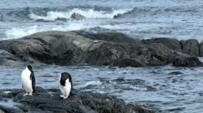 Además del cambio climático, las poblaciones de pingüinos se ven cada vez más reducidas por el impacto de la sobrepesca, la contaminación y los depredadores. Foto: Diario El Tiempo de Colombia