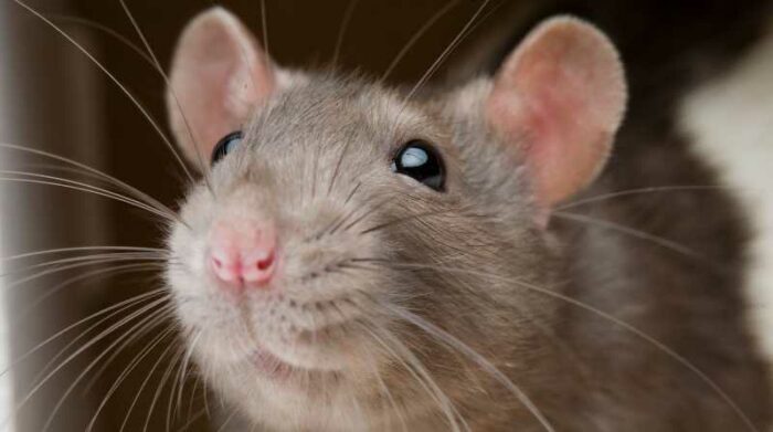 Imagen referencial. Ratas y ratones viven en zonas donde se acumula la basura. Foto: Internet