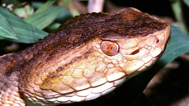 Imagen referencial. Una serpiente que se encontraba en su hábitat, mordió a un joven cuando intentó salvarla de otras personas. Foto: Internet