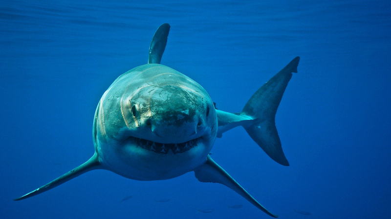 Imagen referencial. El gran tiburón blanco es conocido por ser un depredador agresivo. Foto: National Geopraphic