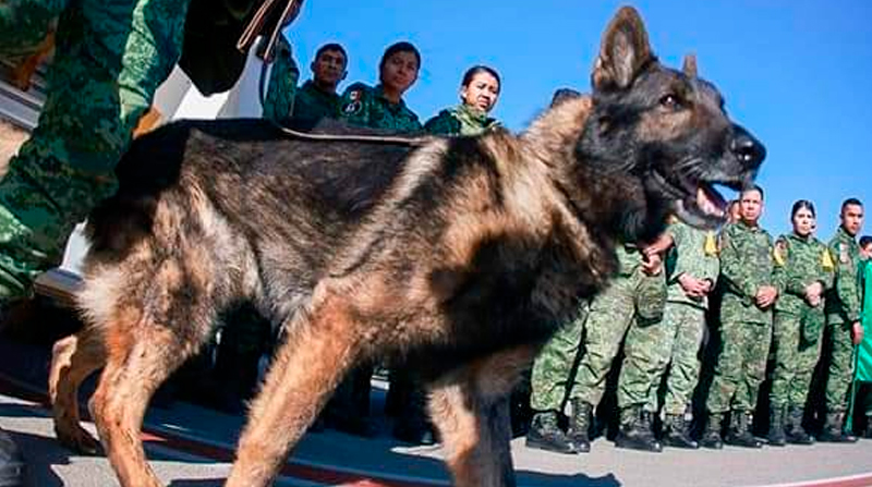 Proteo formó parte de los 16 perros rescatistas mexicanos que participan en Turquía. Foto: Twitter