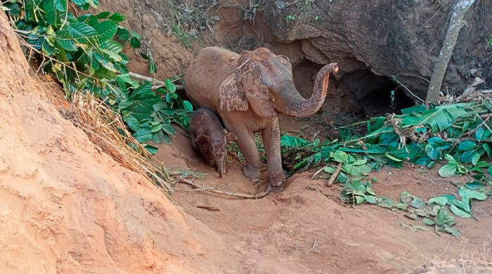 Los elefantes estuvieron un día en el hoyo. Foto: EFE