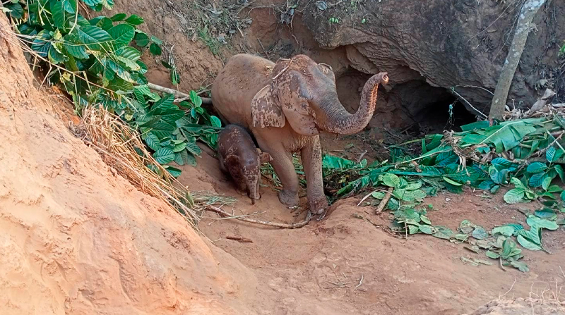 Los elefantes estuvieron un día en el hoyo. Foto: EFE