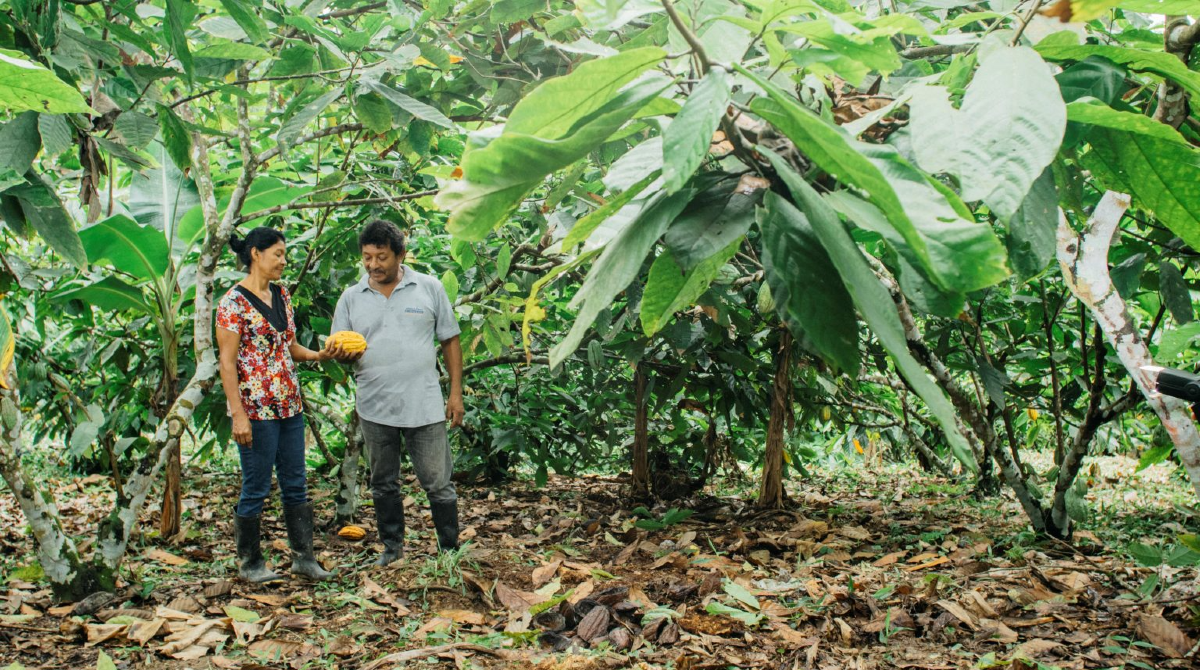 El Fieds apoya el proyecto para apoyar a pequeños productores de cacao en Manabí y Esmeraldas. Uno de los siete proyectos del canje de deuda se destinará a este cultivo de exportación. Foto cortesía de Fundación ACRA
