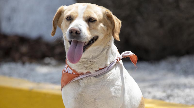 Deli busca un nuevo hogar. Él fue rescatado por la Unidad de Bienestar Animal de Quito. Foto: Cortesía UBA
