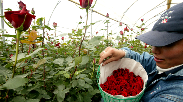 Las rosas rojas predominan en las exportaciones de flores para San Valentín del 2023. Foto: Archivo / EL COMERCIO