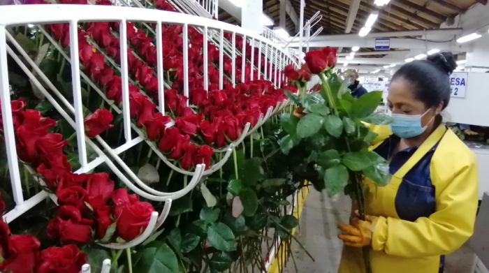 Estados Unidos y Europa compraron rosas rojas para esta temporada de San Valentín del 2023. Es la flor preferida para esta fecha. Foto: Archivo / EL COMERCIO